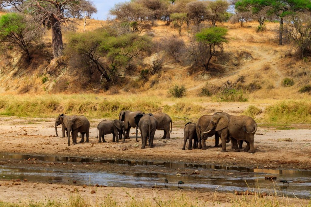 Tarangire National Park - Acacia Bliss Tours and Safari