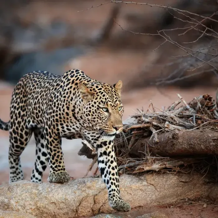 12 Days Ultimate Wildlife Photography Safari leopard