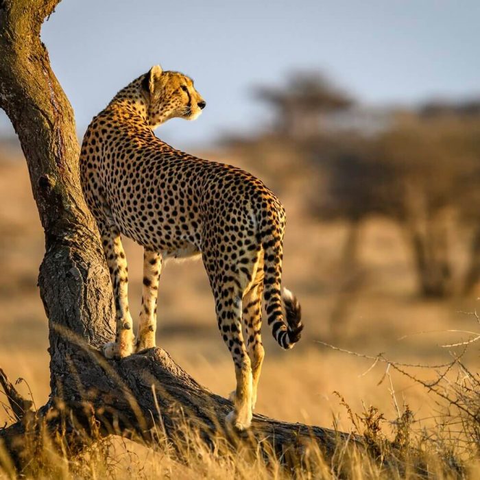 13 Days Tanzania Safari and Zanzibar Beach Holiday cheetah