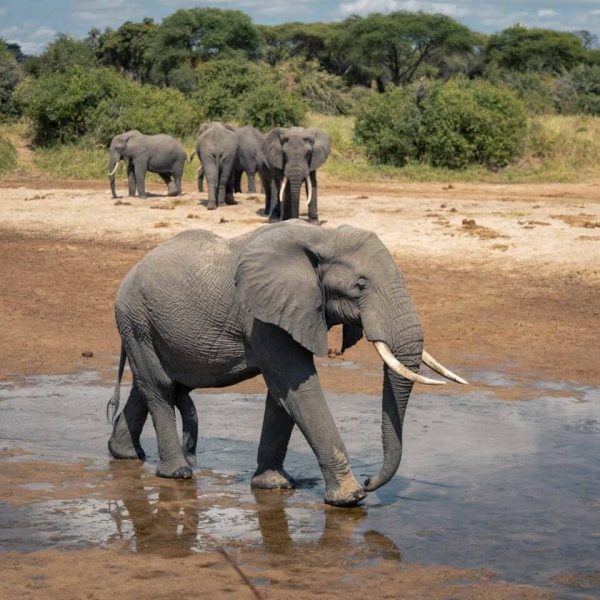 14 Days Budget Wildlife Drive in Safari elephant