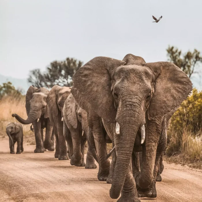 4 Days Wildlife Budget Safari elephant