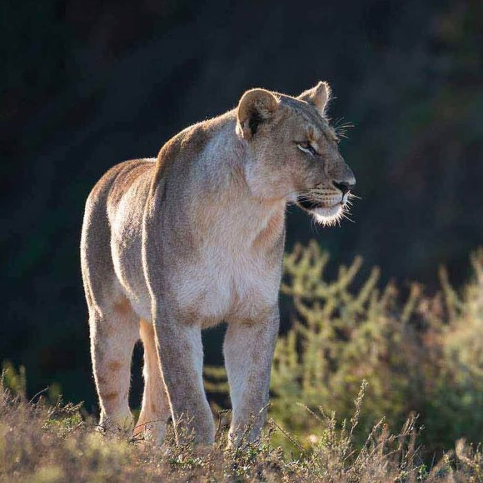 4 Days Wildlife Budget Safari lion