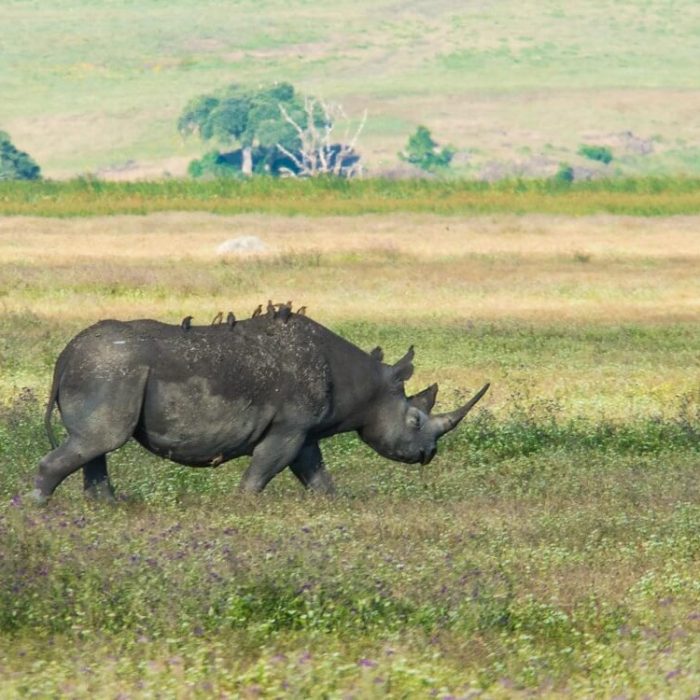 4 Days Wildlife Budget Safari rhino