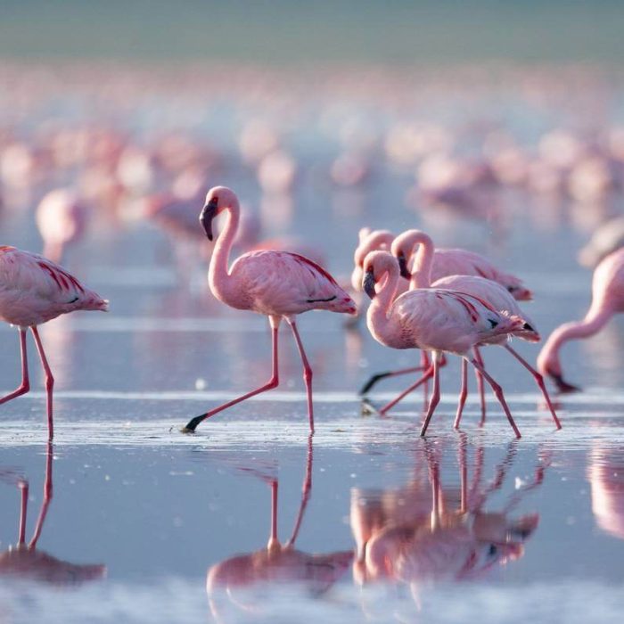 5 Days Cultural Luxury Drive-in Safari flamingo