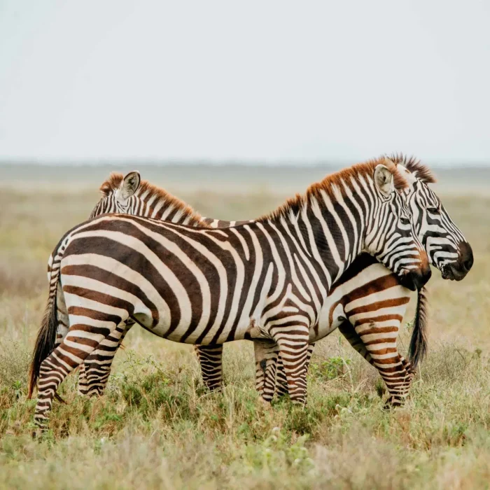 5 Days Cultural Luxury Drive-in Safari zebra