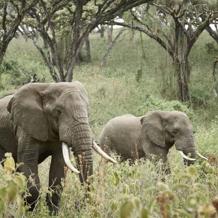 6 Days Best of Tanzania Safari elephant