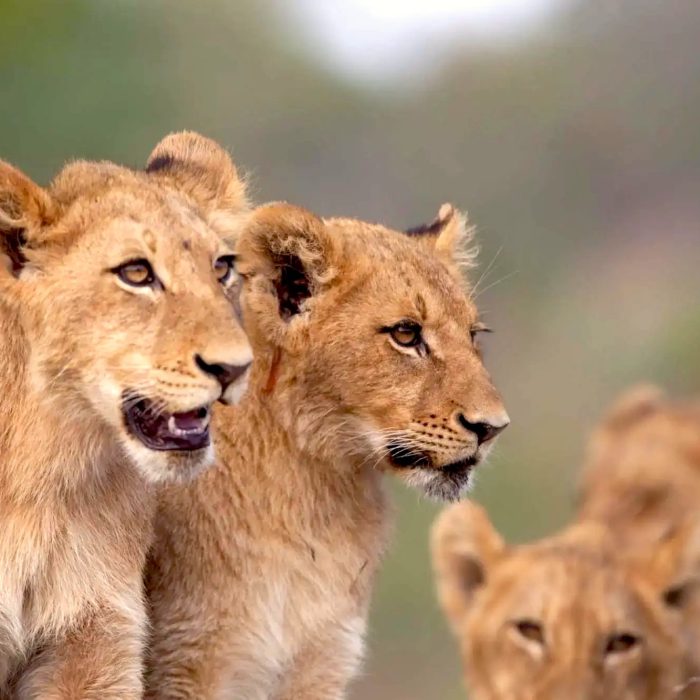 6-Days-Best-of-Tanzania-Safari-lion