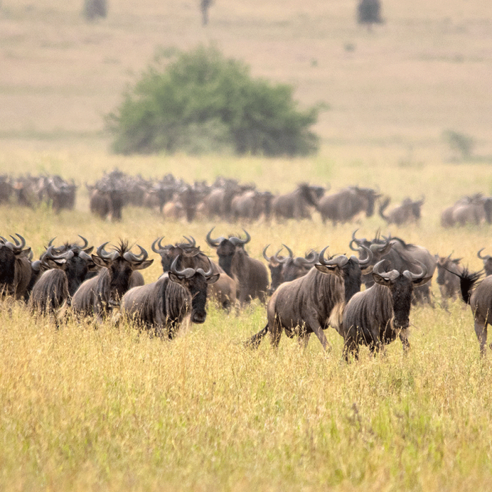 6 Days Best of Tanzania Safari migration