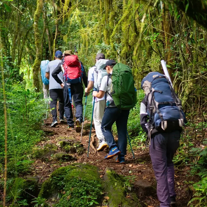 6 Days Marangu Route forest