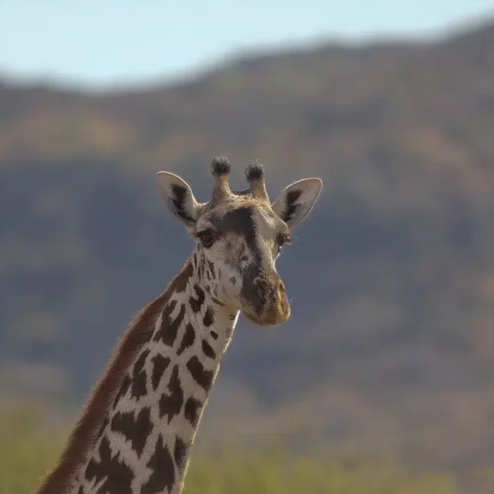 8 Days Tanzania Safari & Beach Holiday giraffe