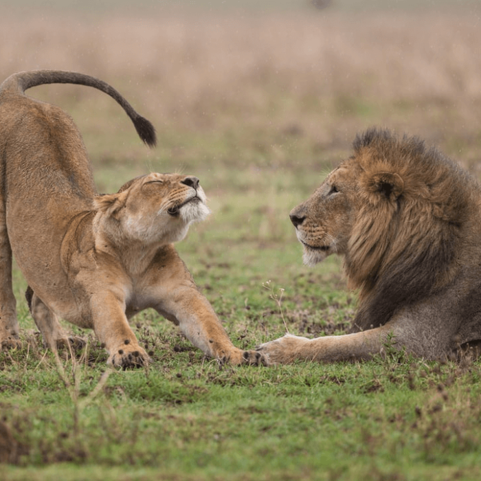 9 Days Tanzania Honeymoon Safari & Zanzibar Beach lion