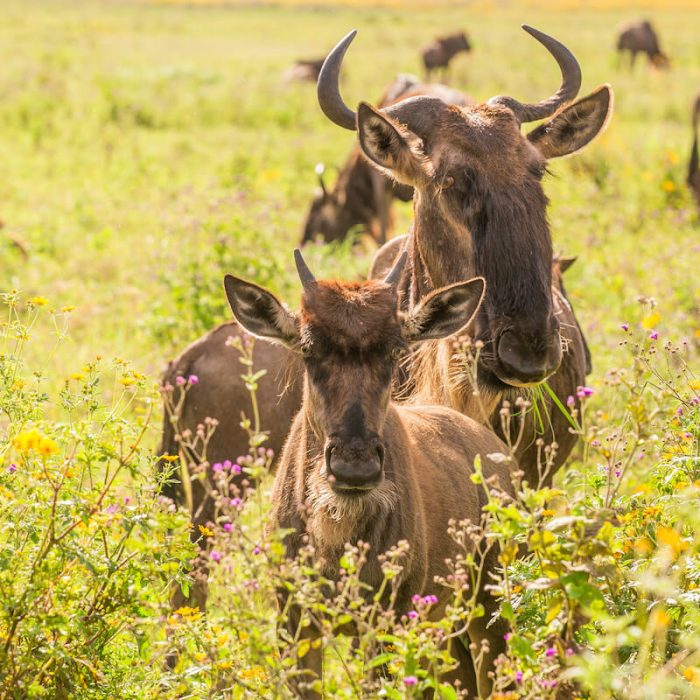 crater Wildebest